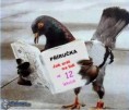 /album/fotogaleria/obrazky-4ever-sk-funny-vtipne-holub-1238100-jpg/